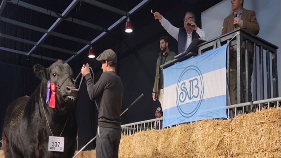Resultados de las Ventas Angus de la 135 Expo. Rural de Palermo
